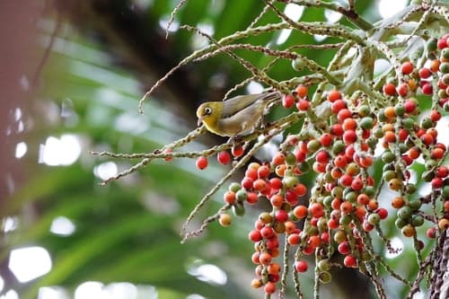 Slender-billed White-eye