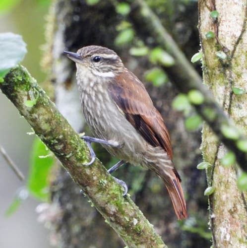 Slender-billed Xenops