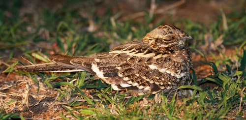 Slender-tailed Nightjar