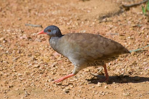 Small-billed Tinamou
