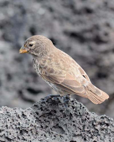 Small Ground-Finch