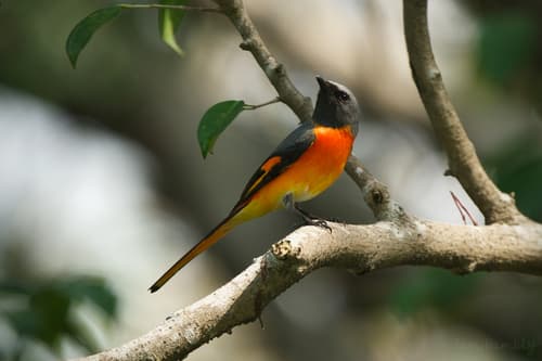 Small Minivet