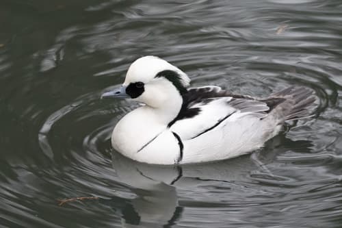 Smew