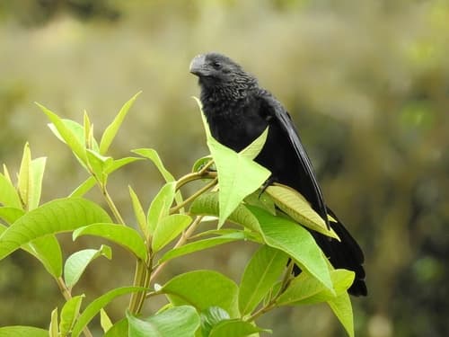 Smooth-billed Ani