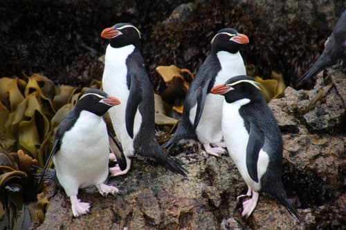 Snares Penguin