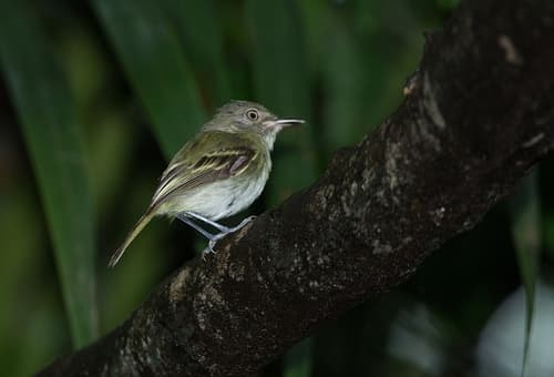 Snethlage's Tody-Tyrant