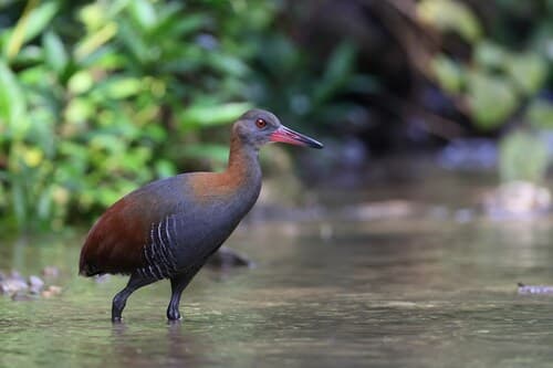 Snoring Rail