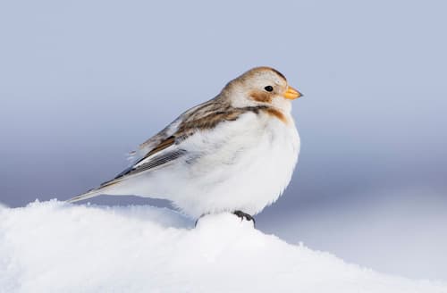 Snow Bunting