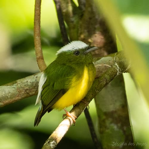 Snow-capped Manakin