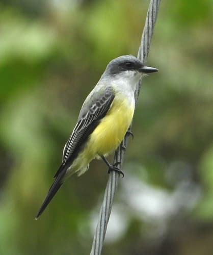 Snowy-throated Kingbird