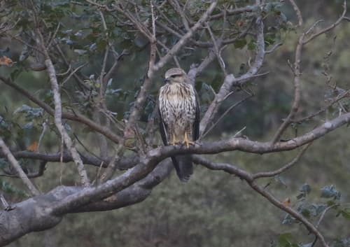 Socotra Buzzard