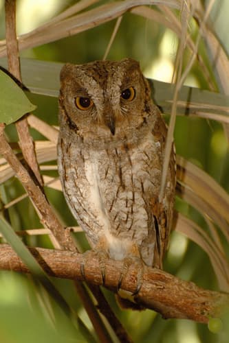 Socotra Scops-Owl