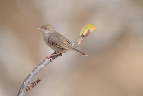 Socotra Warbler