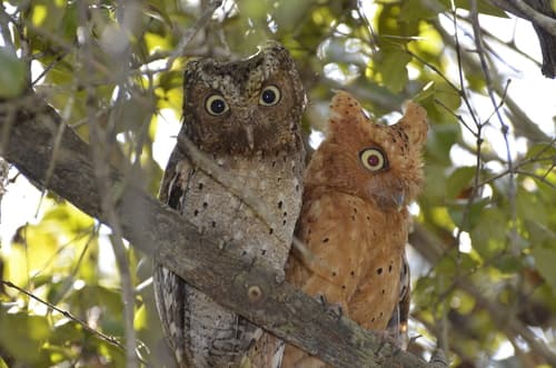 Sokoke Scops-Owl