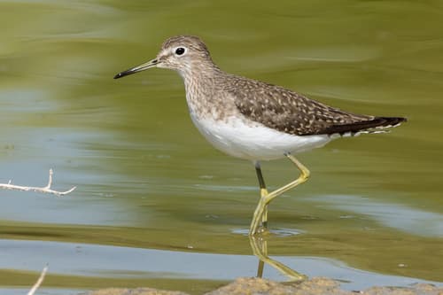 Solitary Sandpiper