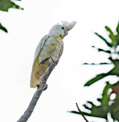 Solomons Corella