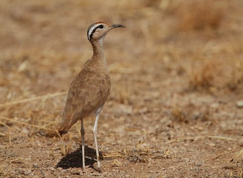 Somali Courser
