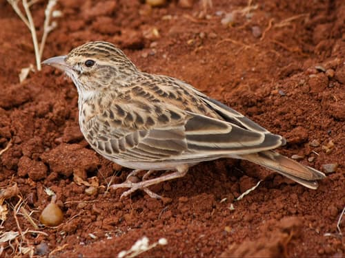Somali Short-toed Lark