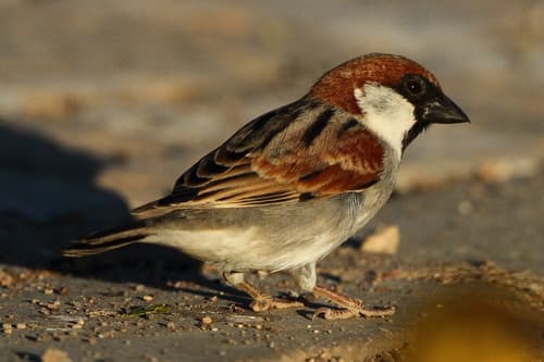Somali Sparrow
