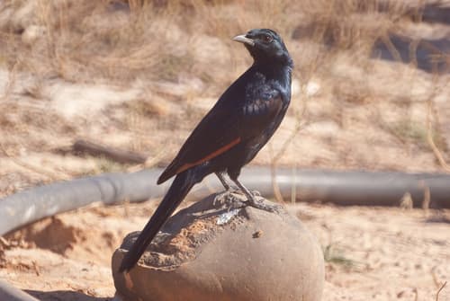 Somali Starling