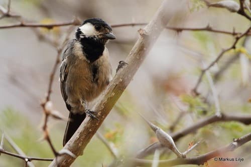 Somali Tit