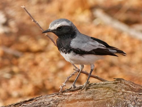 Somali Wheatear