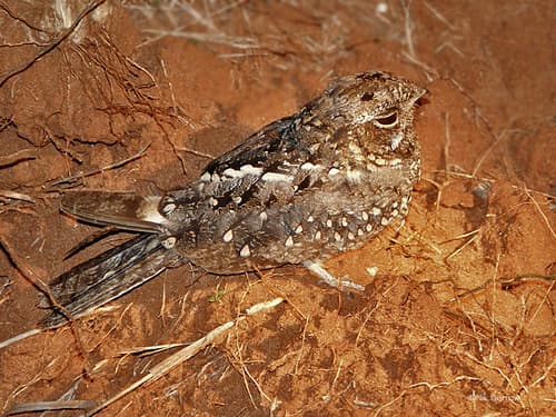 Sombre Nightjar