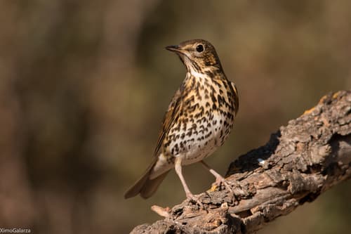 Song Thrush
