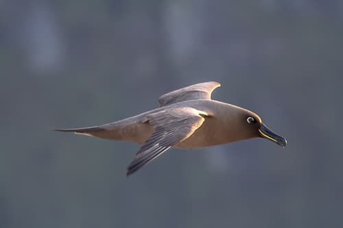 Sooty Albatross