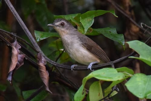 Sooty-capped Babbler