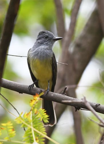 Sooty-crowned Flycatcher