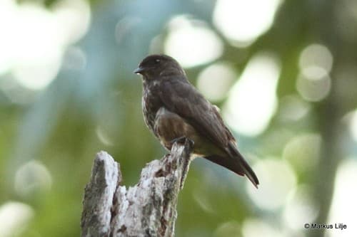 Sooty Flycatcher