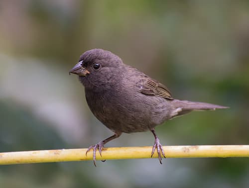Sooty Grassquit