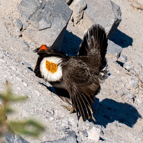 Sooty Grouse