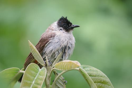 Sooty-headed Bulbul