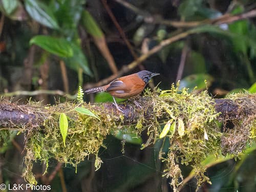 Sooty-headed Wren