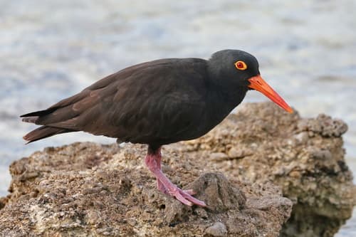 Sooty Oystercatcher
