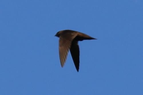 Sooty Swift