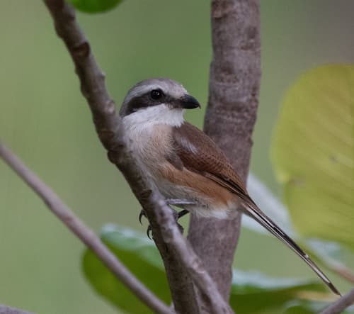 Sousa's Shrike