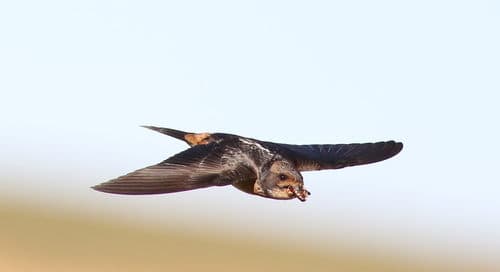 South African Swallow