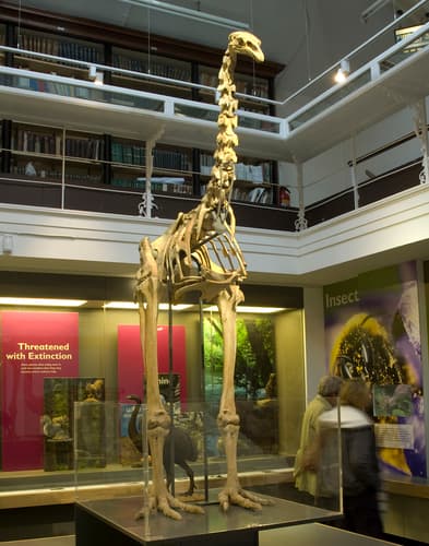 South Island Giant Moa