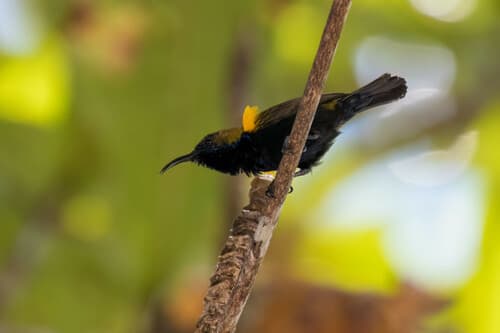 South Moluccan Sunbird