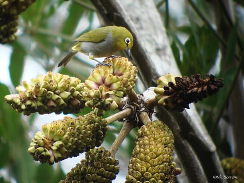 South Pare White-eye