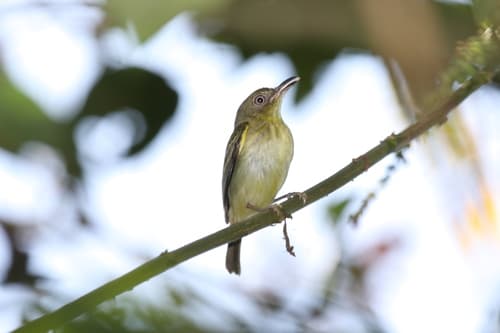 Southern Bentbill