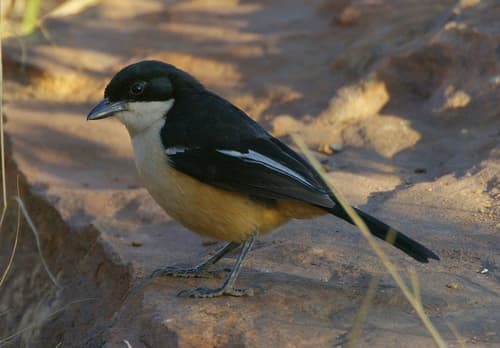 Southern Boubou