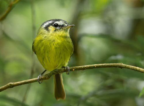 Southern Bristle-Tyrant