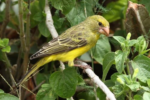 Southern Grosbeak-Canary