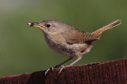 Southern House Wren