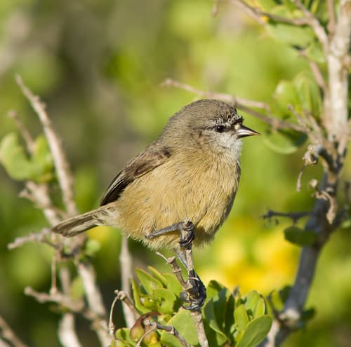 Southern Penduline Tit