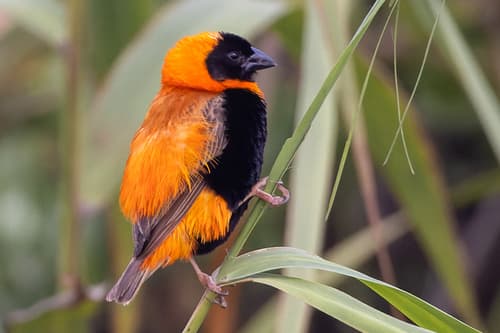 Southern Red Bishop
